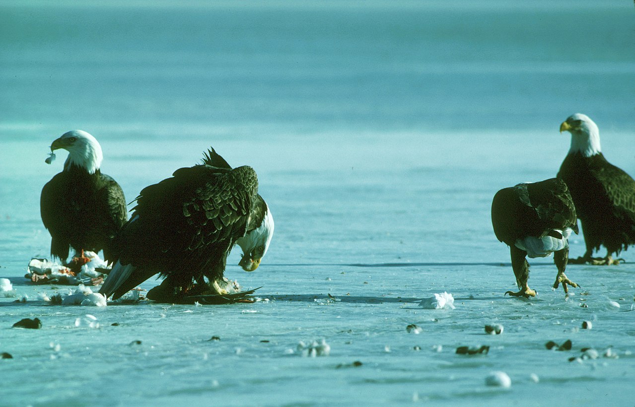 Bald Eagles congregate by the hundreds in the Klamath Basin during the late winter months. Wintering eagles roost in nearby wooded areas, including a night roost on Bear Valley National Wildlife Refuge and feed on rodents and waterfowl on Lower Klamath Refuge and surrounding areas. As the marshes freeze, clustering ducks in small potholes of open water, the ducks become easy prey for eagles.
