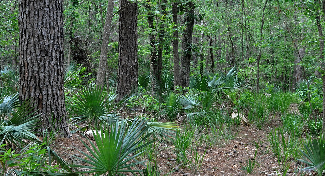 Dwarf palmettos (Sabal minor) growing in Sam Houston National Forest (ca. 30.5631°N, 95.6315°W, 69 m. elev.), Walker County, Texas, USA, photographed 4 May 2012 by William L. Farr.