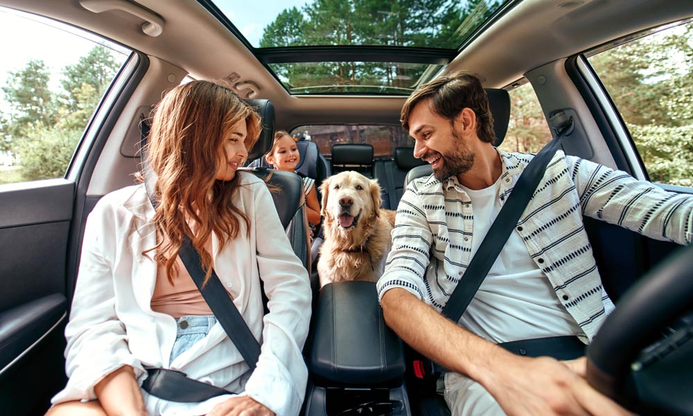 road trip with two dogs