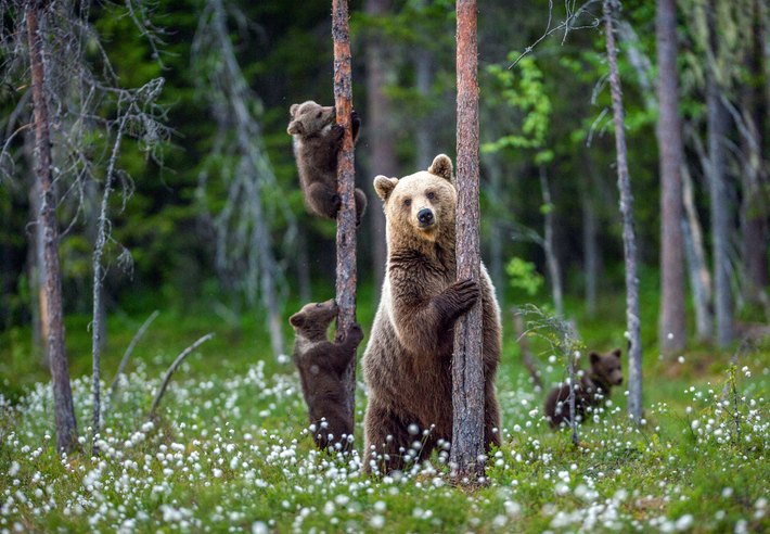 A brown bear hugs a tree while her three cubs play in the forest background