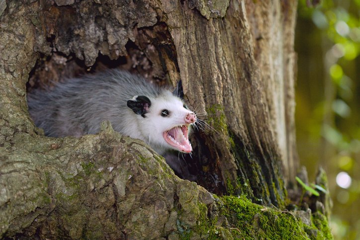 Opossum in tree displays defensive position with an open mouth and bared teeth