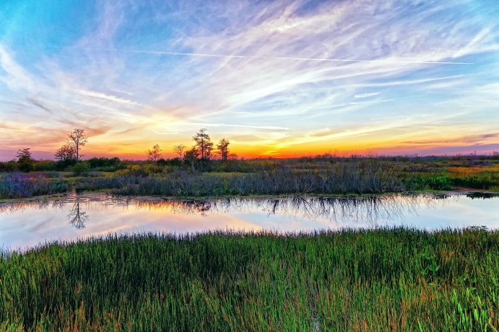 A swamp in a Louisiana park set against a scenic sunset.