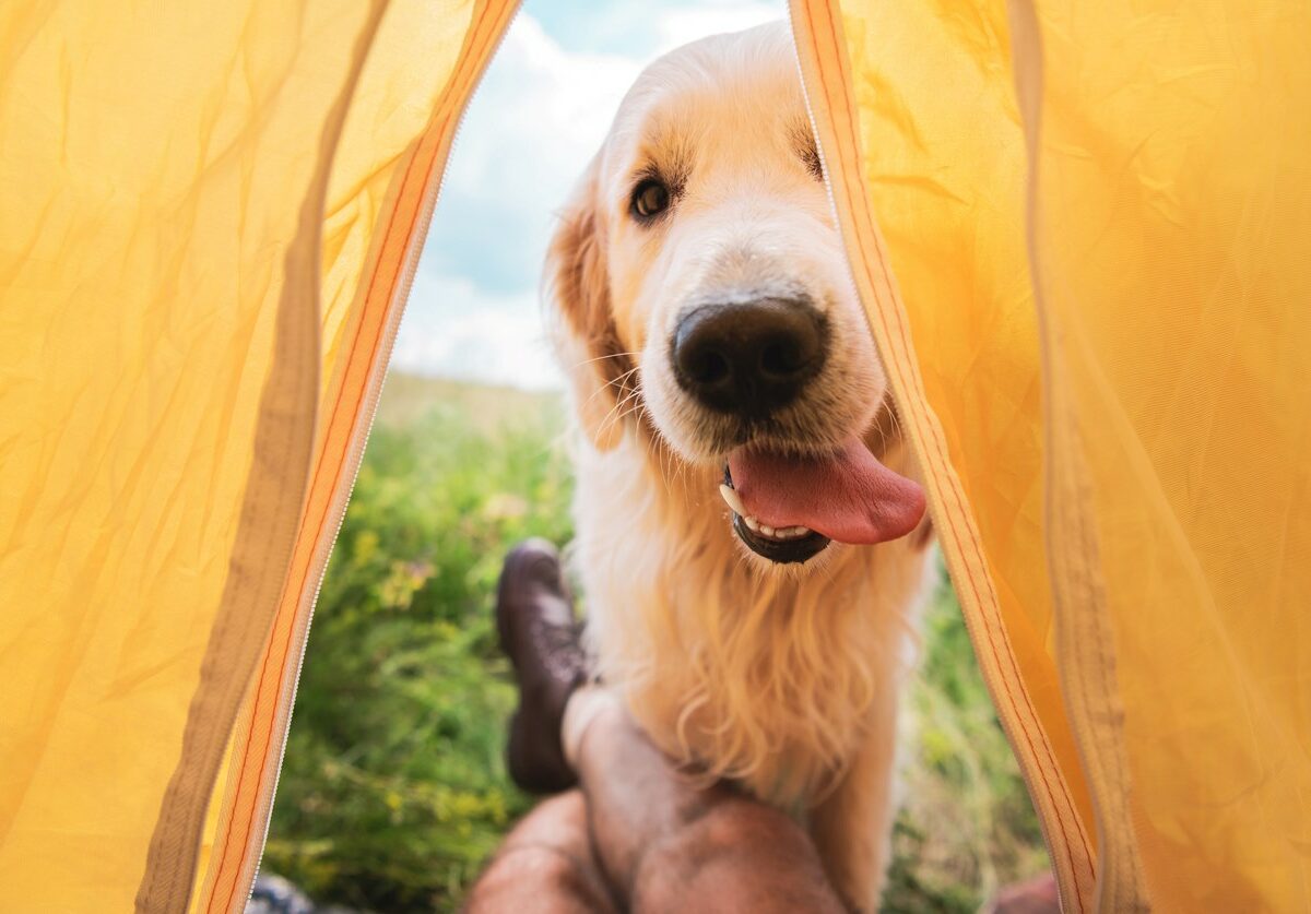 A shot of a Golden Retriever dog looking into a tent's opening while on an outdoor camping trip.