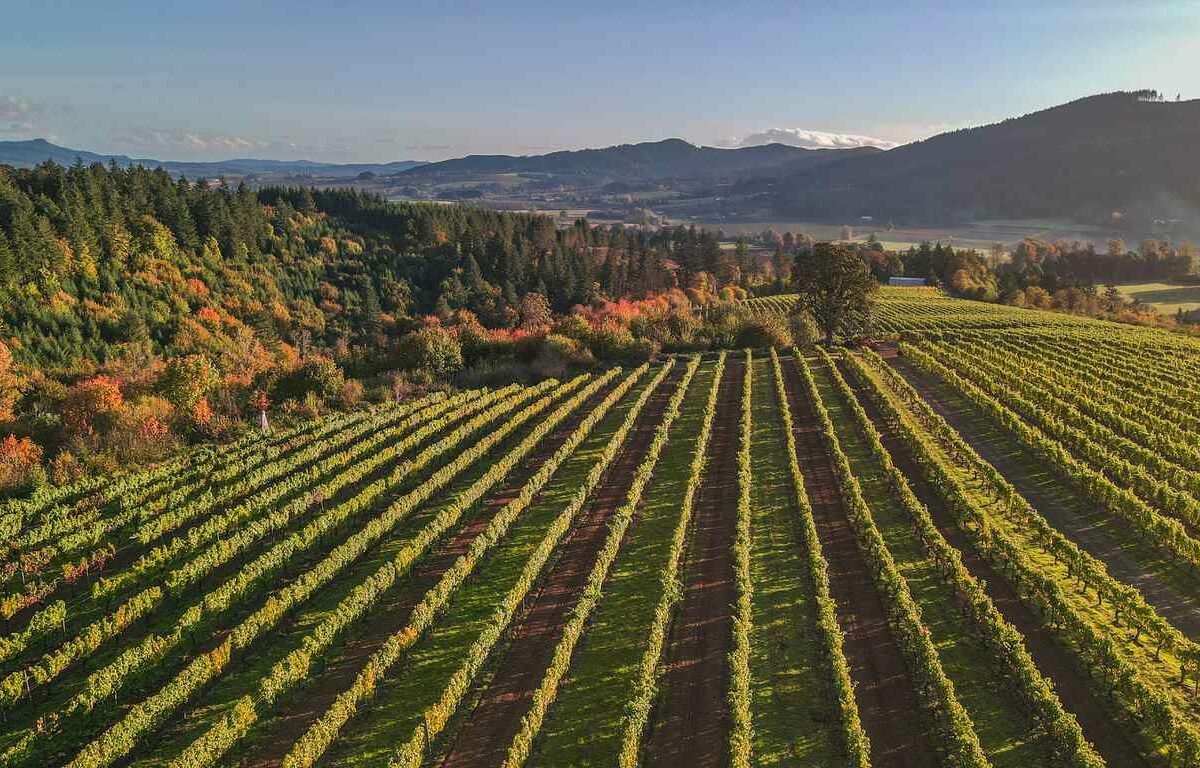 Symmetric vineyard rows at an Oregon winery.