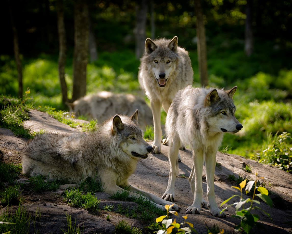 A pack of eastern timber wolves sitting and standing on a rock looking out into the open.