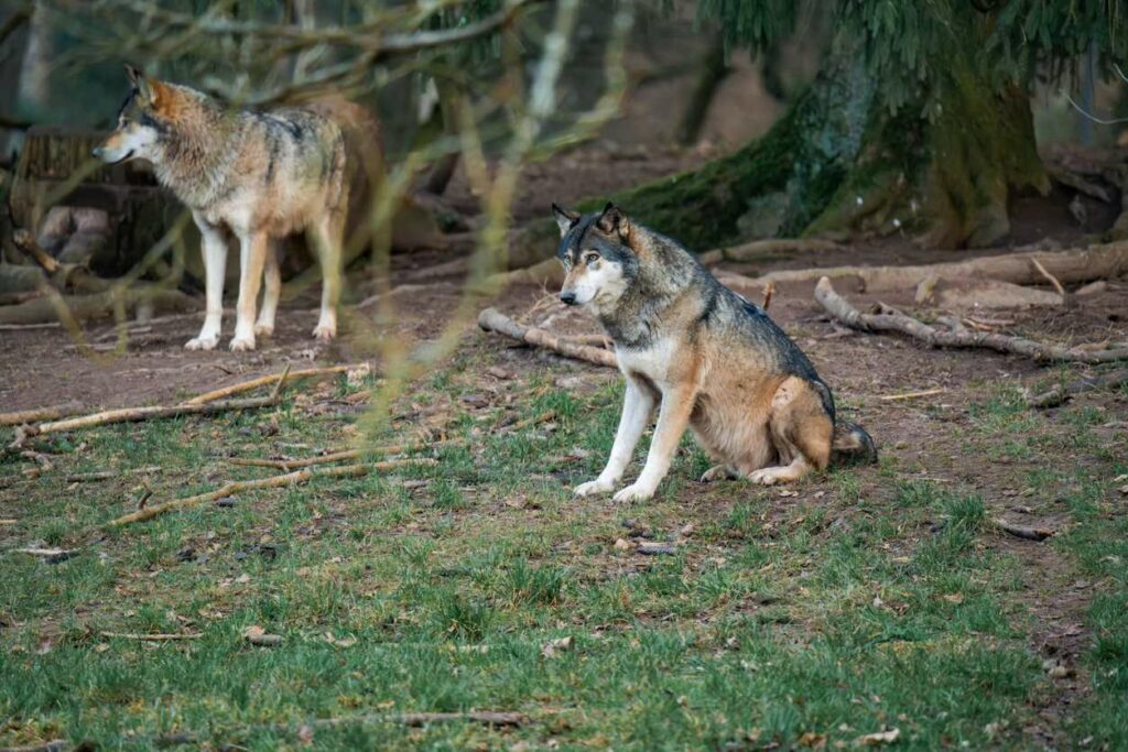 Two wolves sitting and surveying the land for their pack’s next hunt.