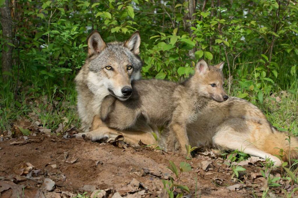 A wolf and her pup sit next to their den in the forest.