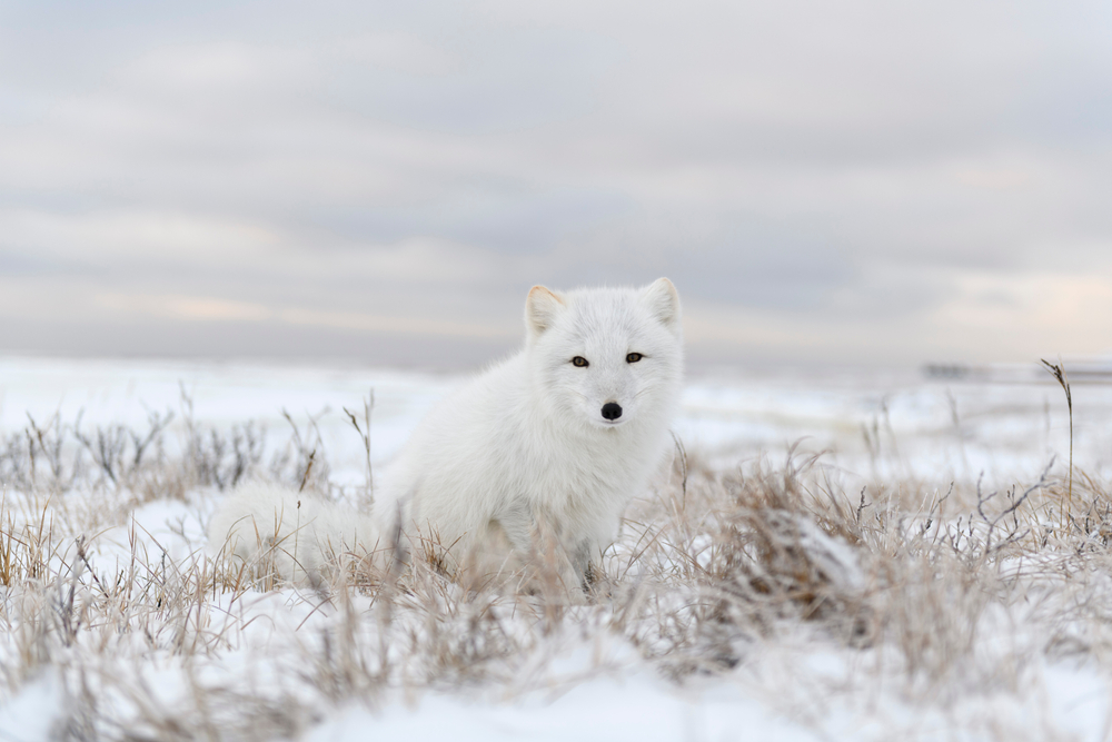 An arctic fox blends in with a snowy landscape.