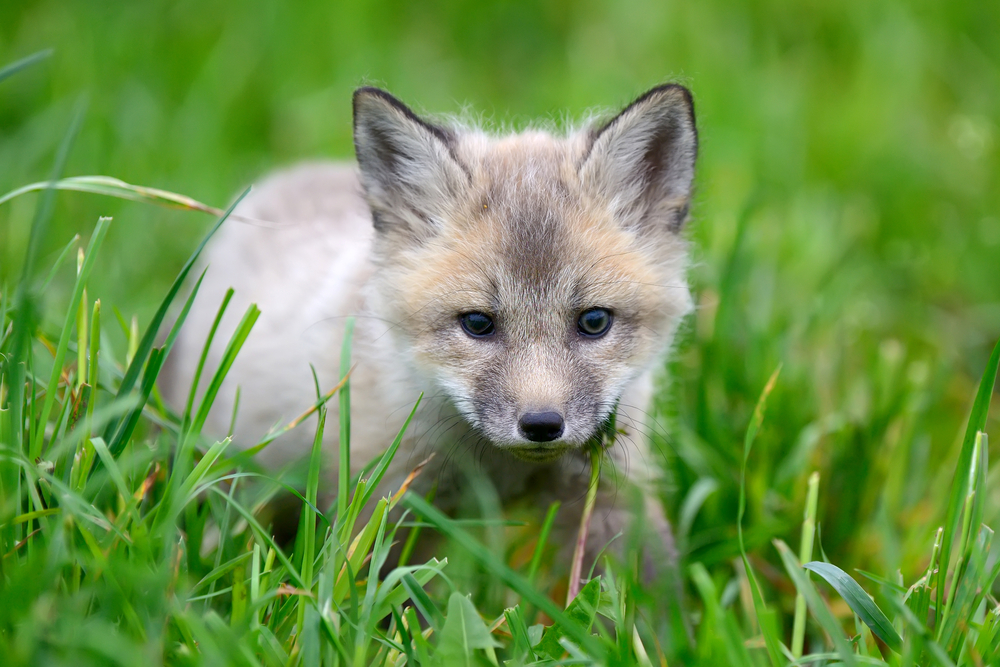 A baby silver fox pup walks through lush green grass.