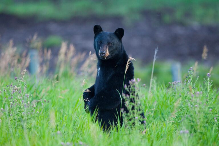 Are Black Bears Dangerous? Bear Safety Guide for Campers