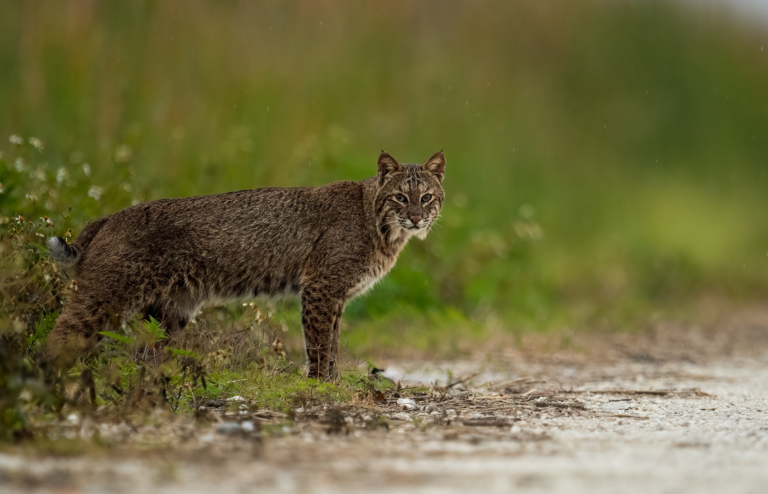 Are Bobcats Dangerous? Safety Tips for Campers & RVers