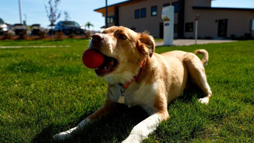 A dog has his day with a ball in his mouth, laying in the grass at Klamath Falls RV Resort by RJourney