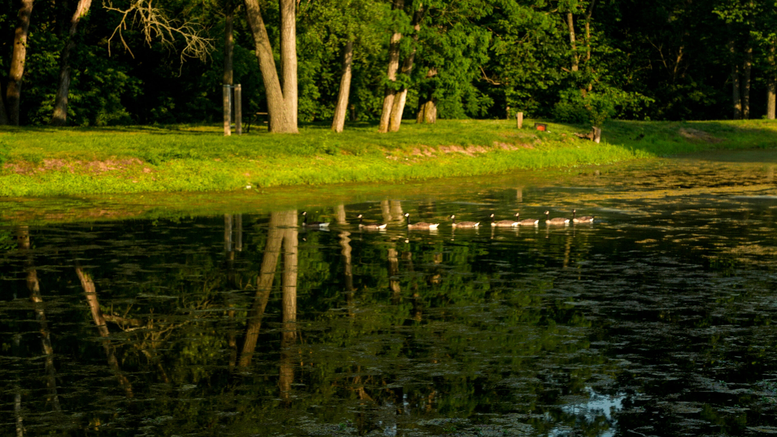 The POnd at Pin Oak RV Resort and Campground near Villa Ridge MO