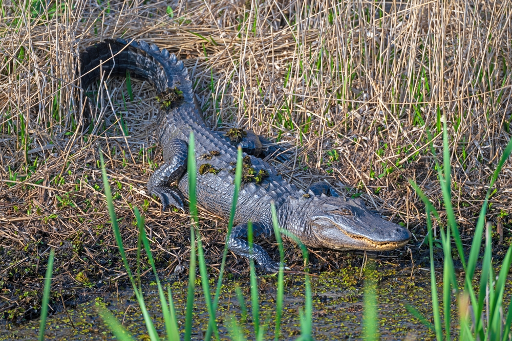 Alligator Watching From a Marshland Shore in the Cameron Prairie National Wildlife Refuge in Louisiana
