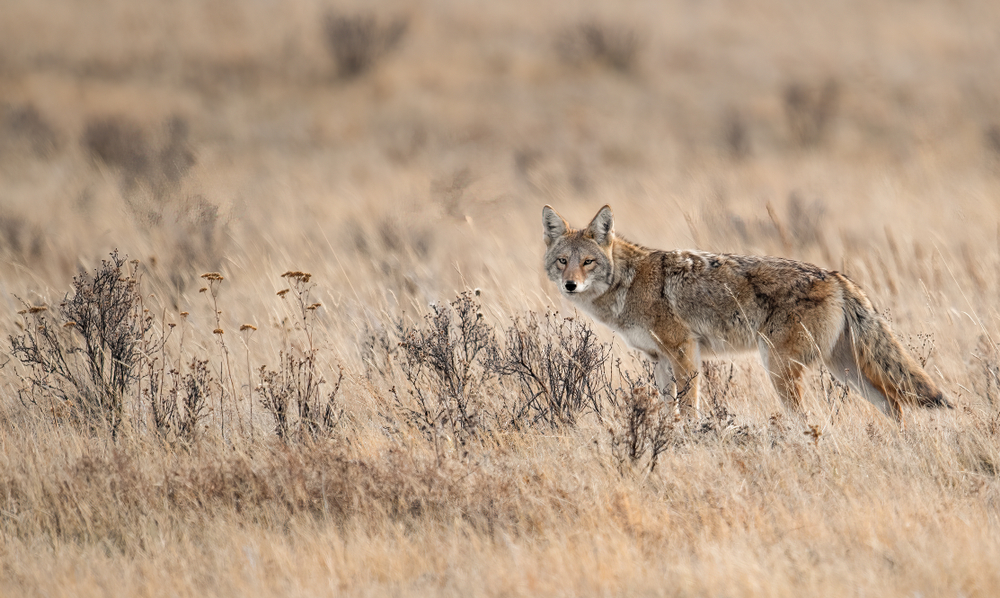 Coyote blends into prairie grass