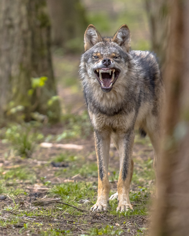An aggressive coyote bares its teeth.