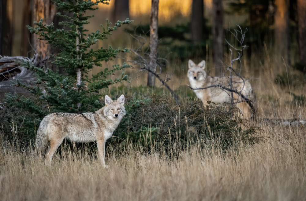 Two gorgeous coyotes in the forest