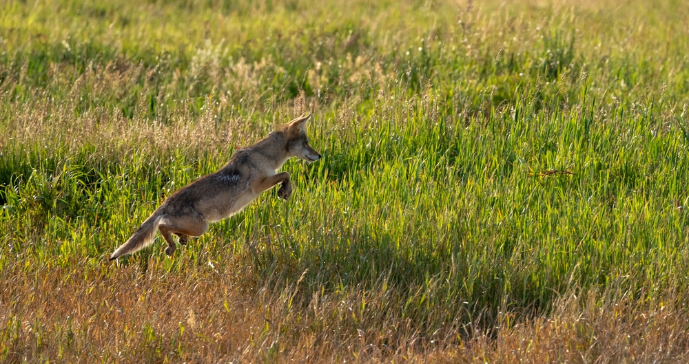 Coyote Leaps Into Tall Bright Green Grasses In Grand Teton