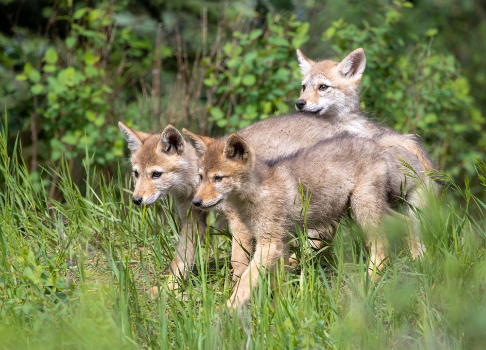 Coyote puppies play in a meadow