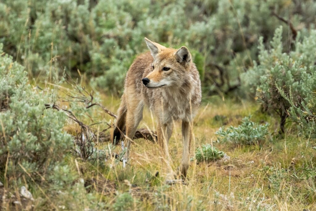 Are Coyotes Dangerous? What Campers Need to Know
