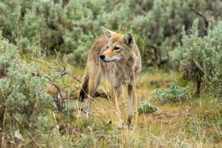 Are Coyotes Dangerous? What Campers Need to Know