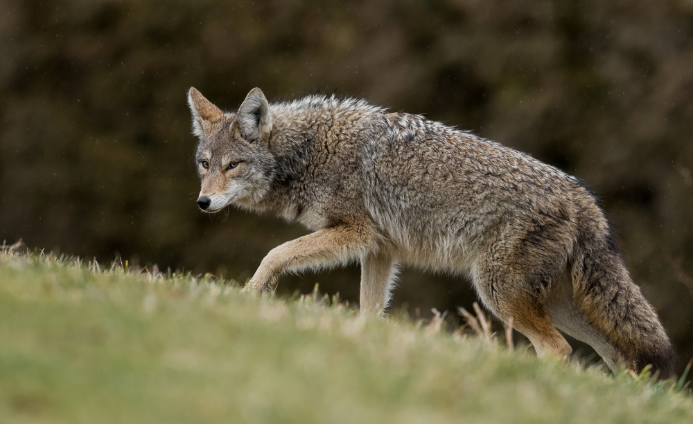 A coyote saunters through short grass.