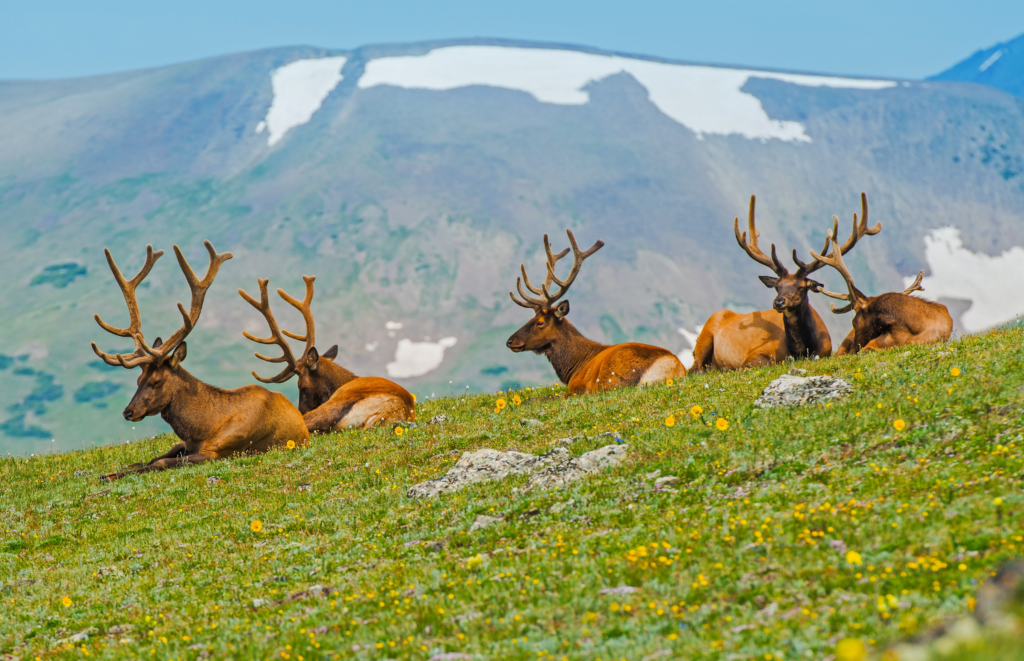Colorado Elk Hunting: Your Basecamp Guide to Craig and Moffat County