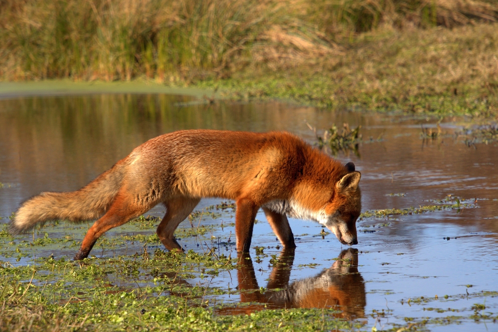 An adult Red Fox drinks from a pond.