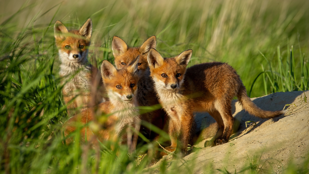 A group of fox pups look surprised as they play among grass and rocks.