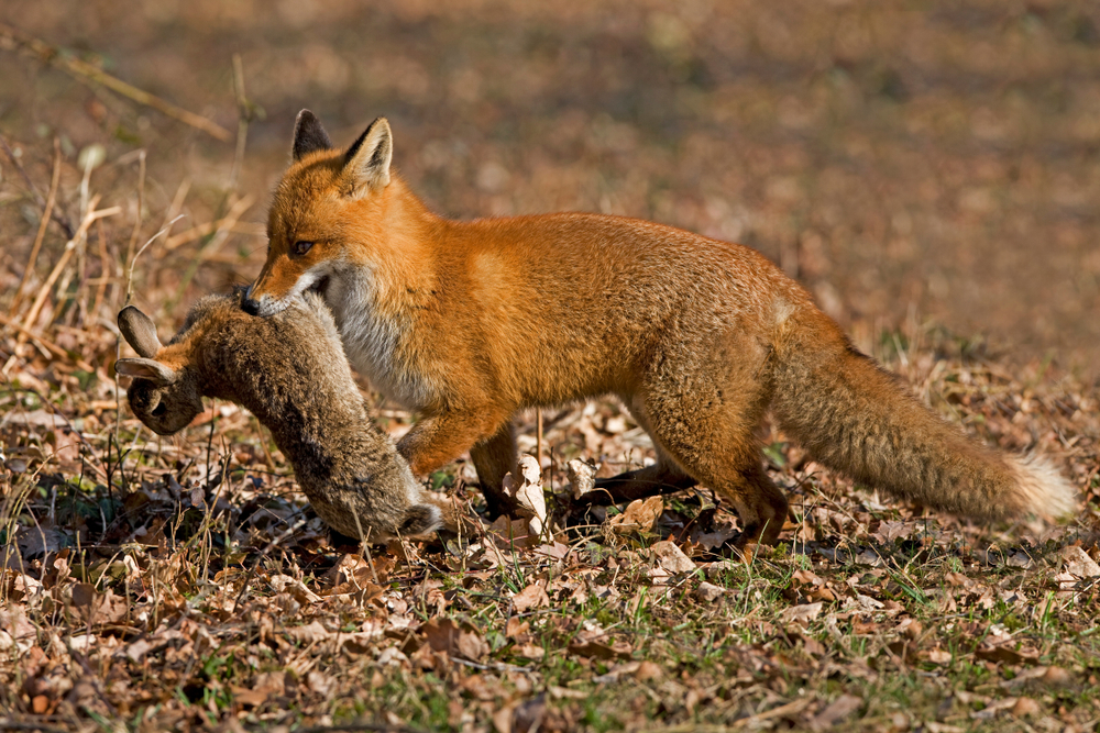 A red fox proudly carries a dead rabbit in its jaws.