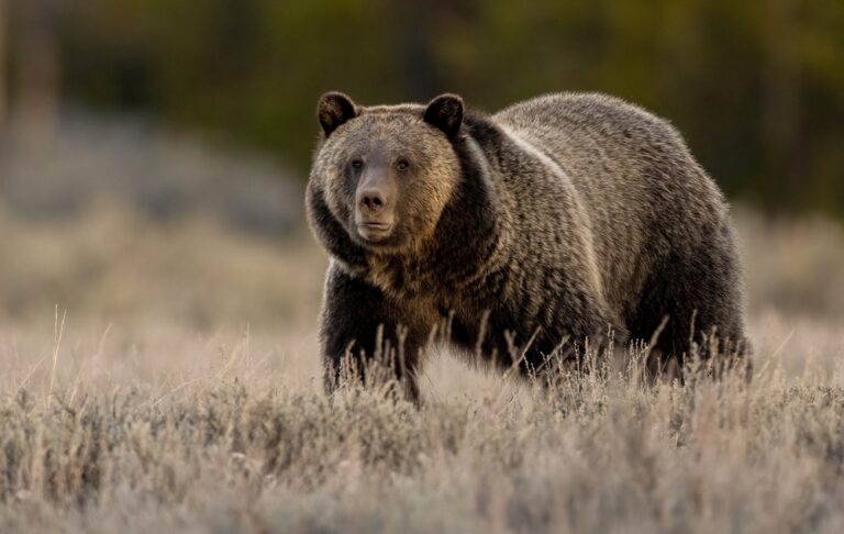 Wildlife Encounters While Camping: The Complete Safety Hub