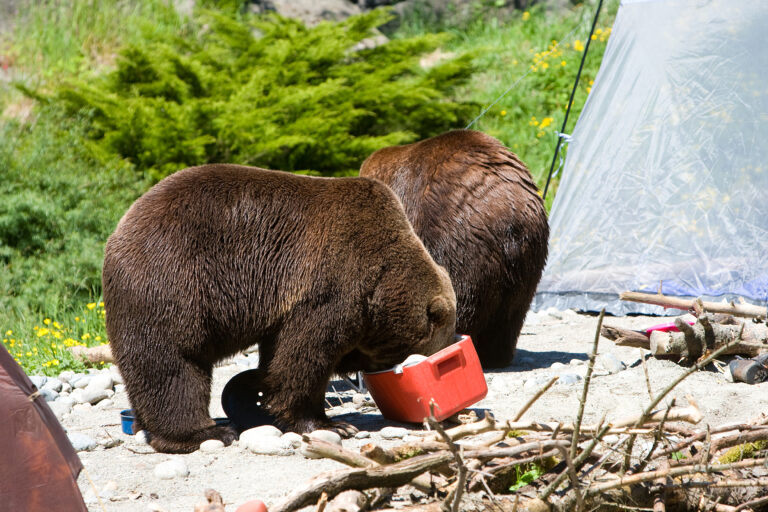 Camping Food Storage Tips: Keep Food Safe, Cold, and Critter-Free