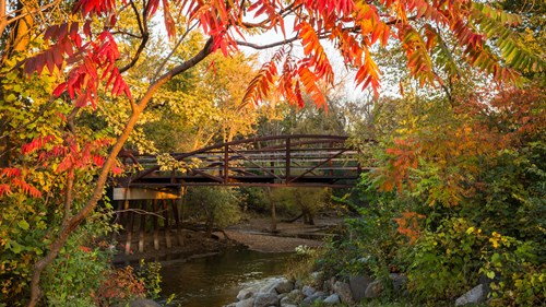 Independence Grove Forest Preserve