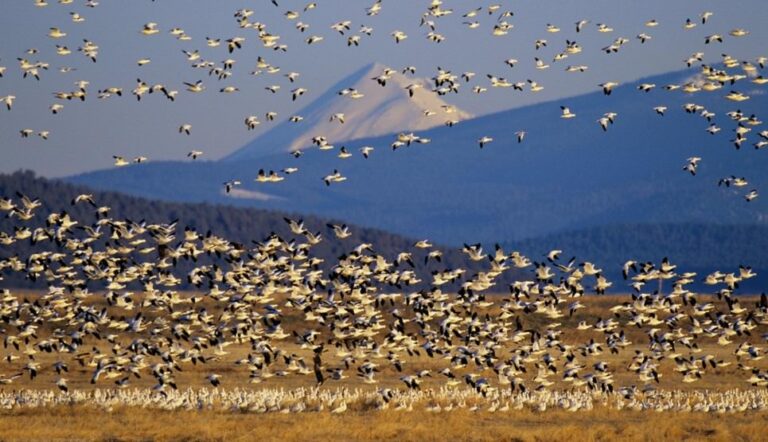 Upper Klamath Lake National Wildlife Refuge