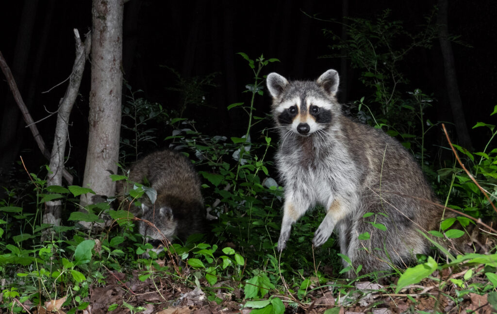 Are Raccoons Dangerous? What Every Camper Should Know