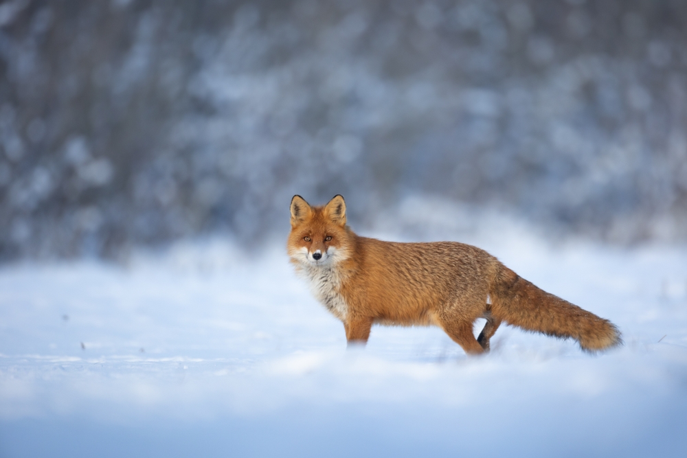 A beautiful red fox looks at the camera while striding through the snow.