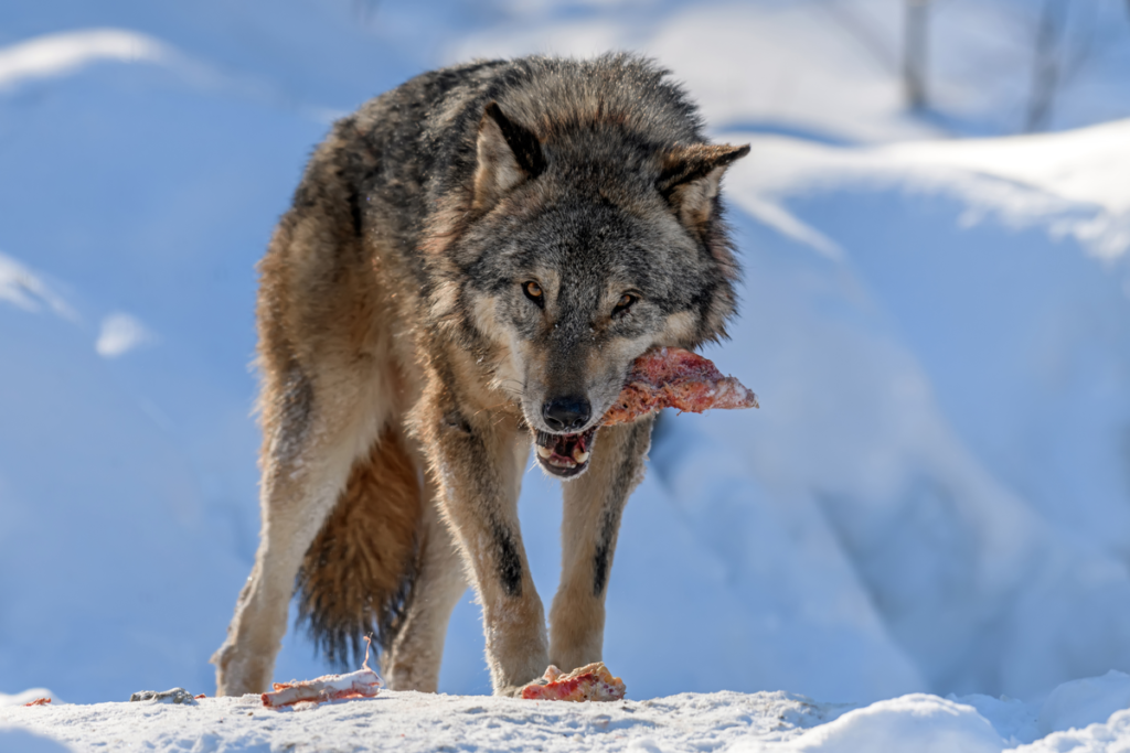 A fierce-looking wolf holds a bloody bone with meat attached while standing in the snow.