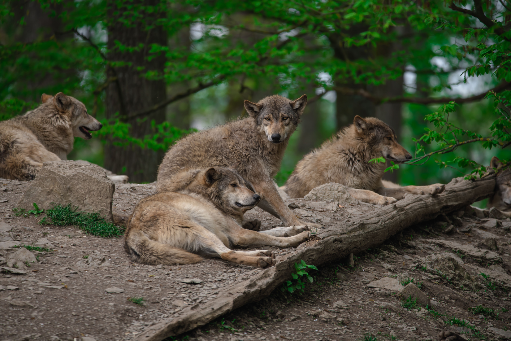 Group of grey wolves resting in a wooded area illuminated by the sun's rays