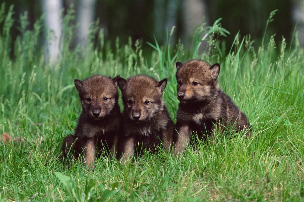 3 cute wolf pups sit together in a field of tall green grass.