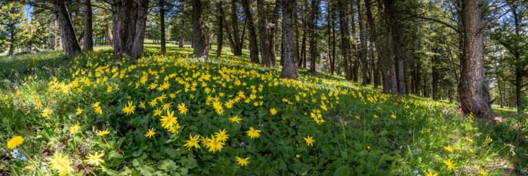 Parks and Forests in Wyoming: A Guide to 98 Million Acres of Public Land