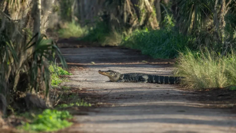 Are Alligators Dangerous? Gulf Coast Camping Safety Guide