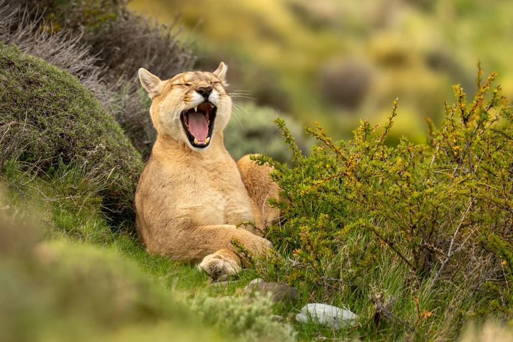 Are Mountain Lions Dangerous? Trail and Campsite Safety in the West