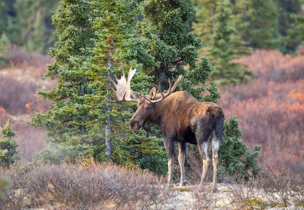 Are Moose Dangerous? Fall Rut Safety for Campers and RVers