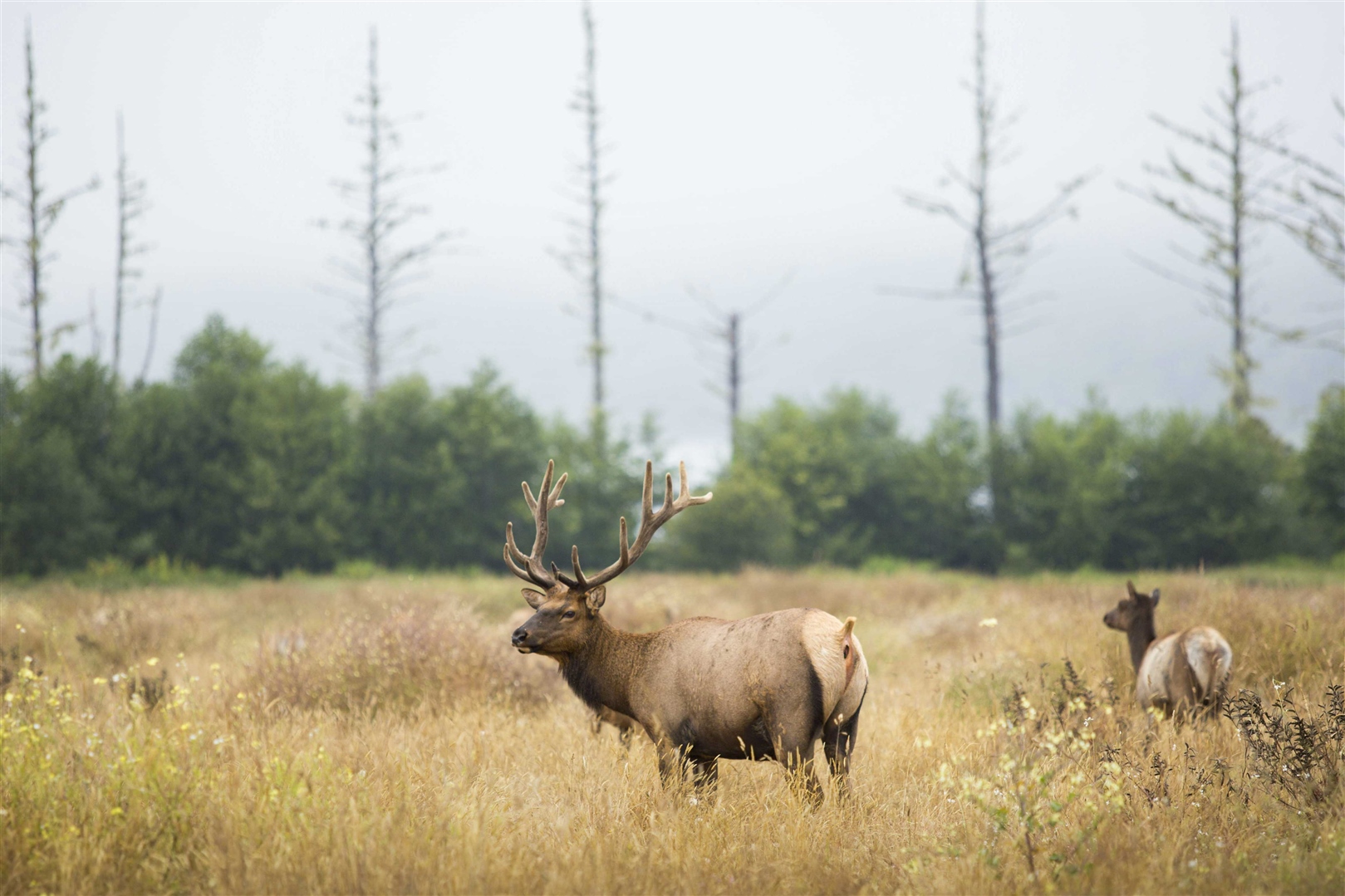 Elk feeding in brush near Tunatua RV Resort in Craig, Colorado