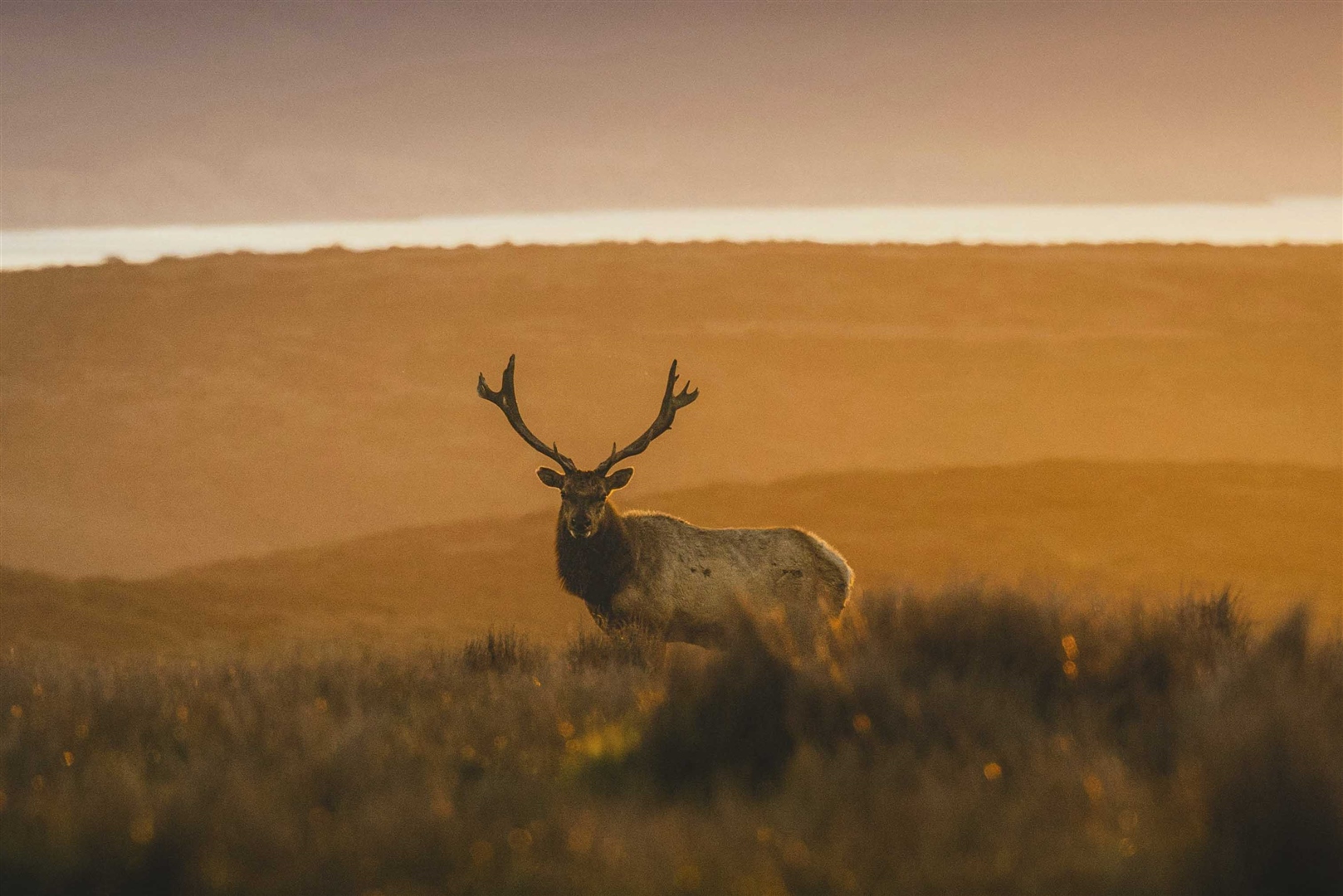 Bull elk in the open country near Craig, Colorado, heart of Moffat County elk hunting