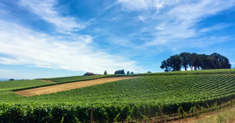 Rogue Valley Wine Country From Klamath Falls: A Harvest-Season Guide